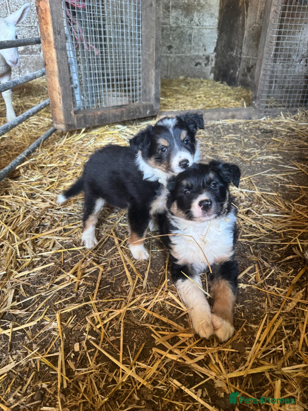 Border Collie dogs for sale: 2 Beautiful Border Collie bitch pups in Sheffield - Advert 2