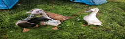 Ducks poultry for sale: Indian Runner X Khaki Campbell  - Advert 3