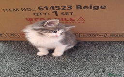 Maine Coon cats for sale: Beautiful Grey/White Part Maine Coon Kitten - Image 13