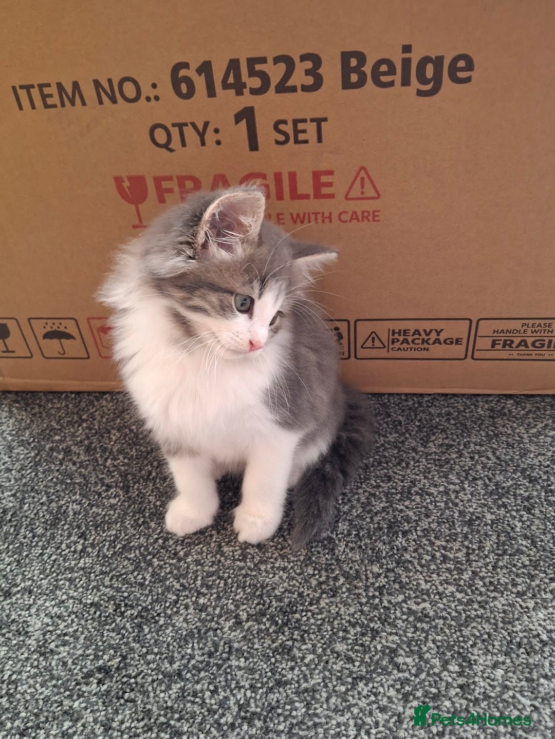 Maine Coon cats for sale: Beautiful Grey/White Part Maine Coon Kitten - Image 13