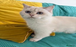 British Longhair cats for sale: British Longair and Shorthair Kittens for sale - Image 27