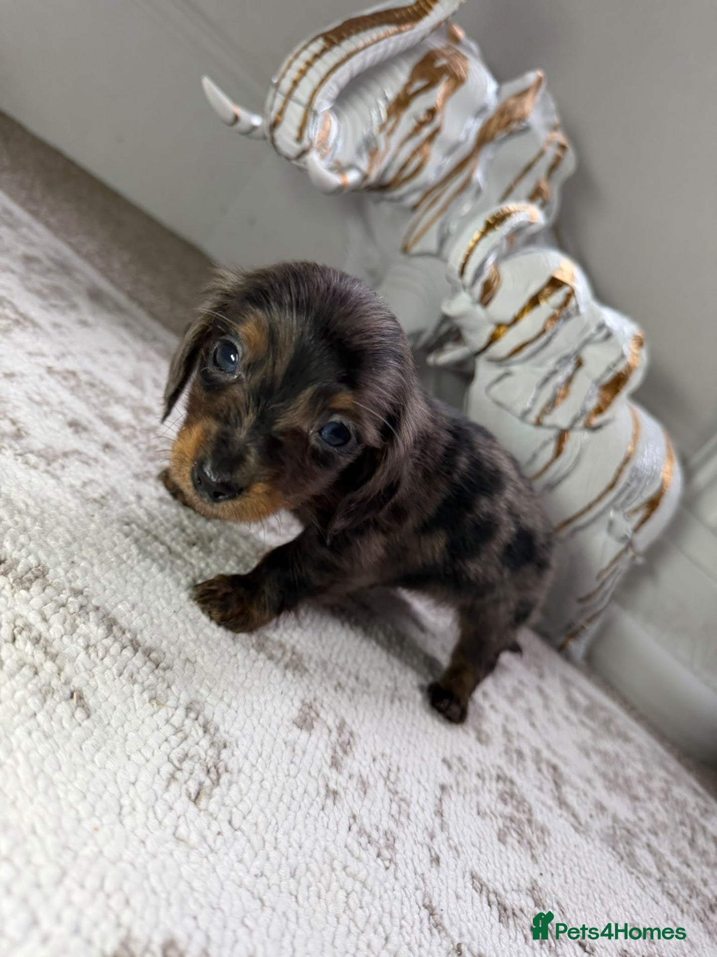 Miniature Dachshund dogs Miniature longhair dapple dachshund puppies - Advert 2