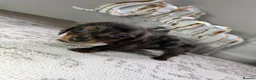 Miniature Dachshund dogs for sale: Miniature longhair dapple dachshund puppies - Advert 2