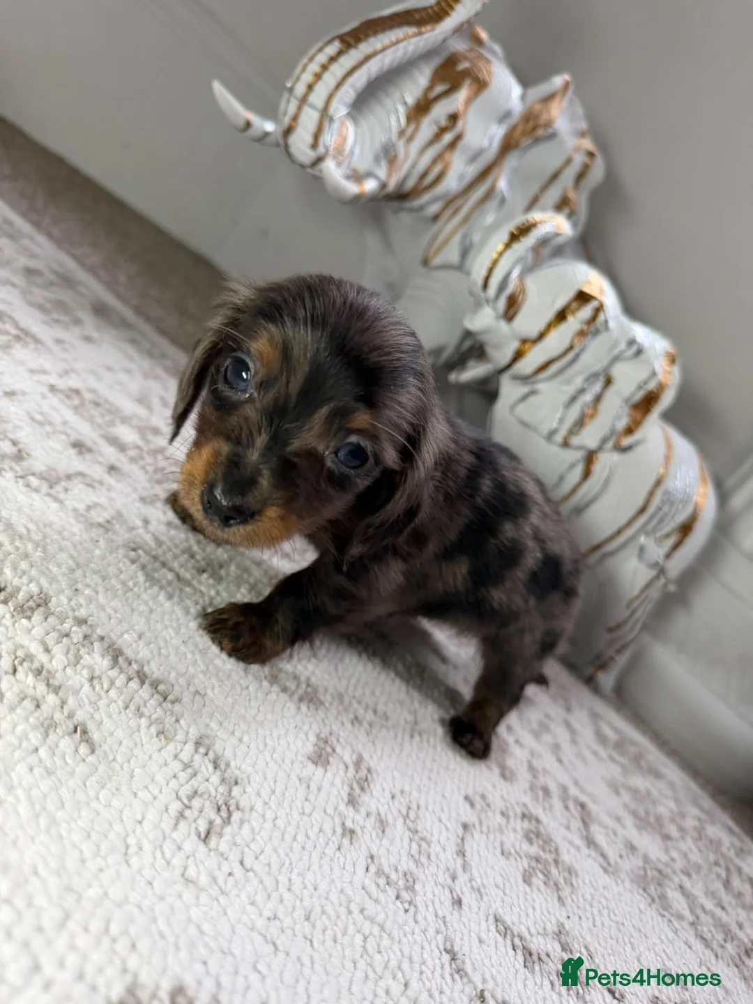 Miniature Dachshund dogs for sale: Miniature longhair dapple dachshund puppies - Advert 2