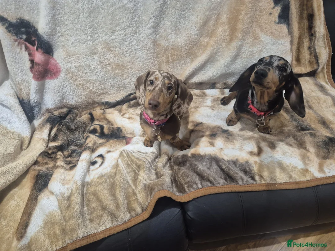 Dachshund dogs for sale: 🐶🐶🐶 2 female Dachshunds 4 months 🐶🐶🐶 - Advert 2