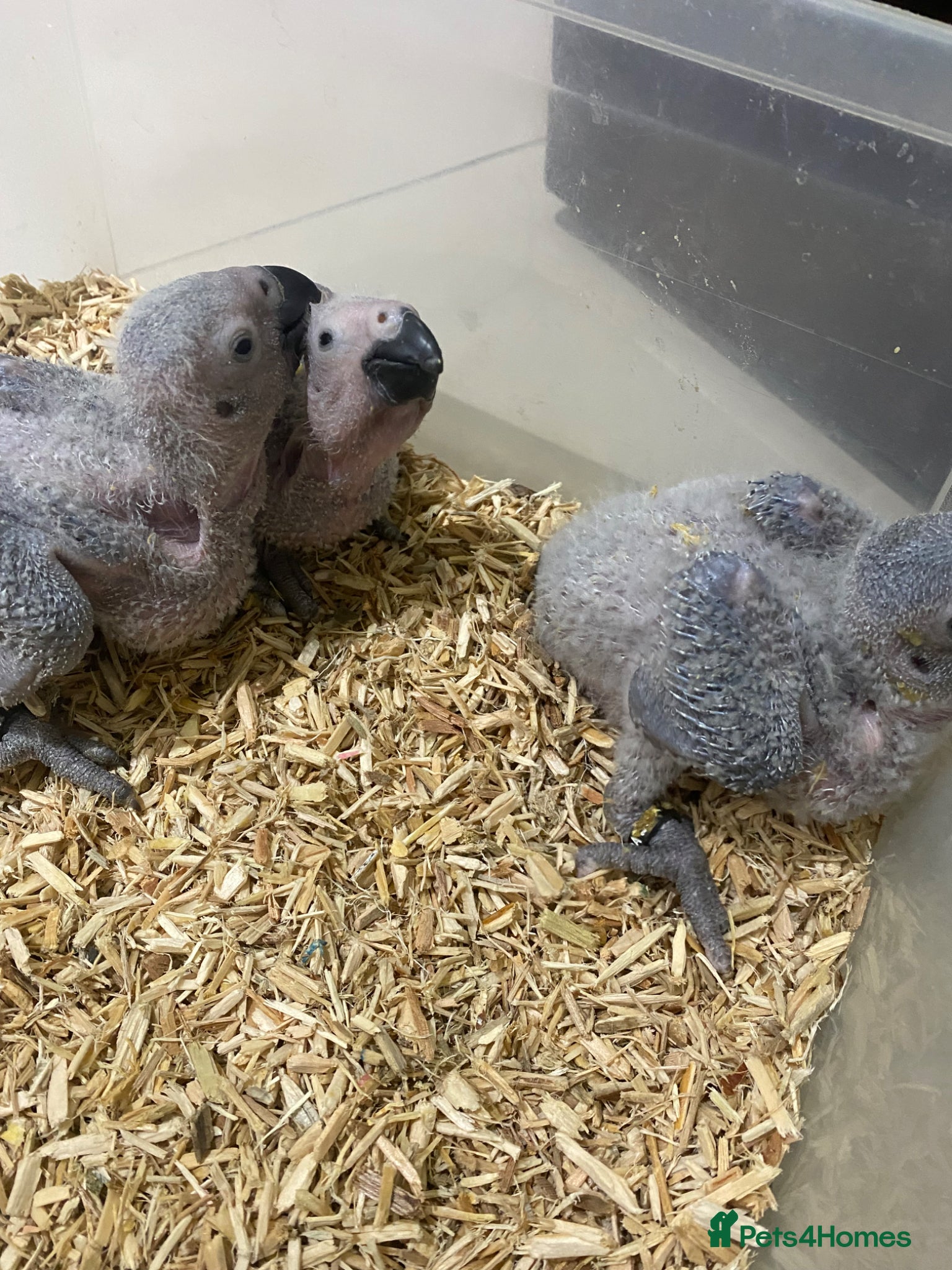 Parrots birds  Super cuddly baby African Greys  - Advert 13