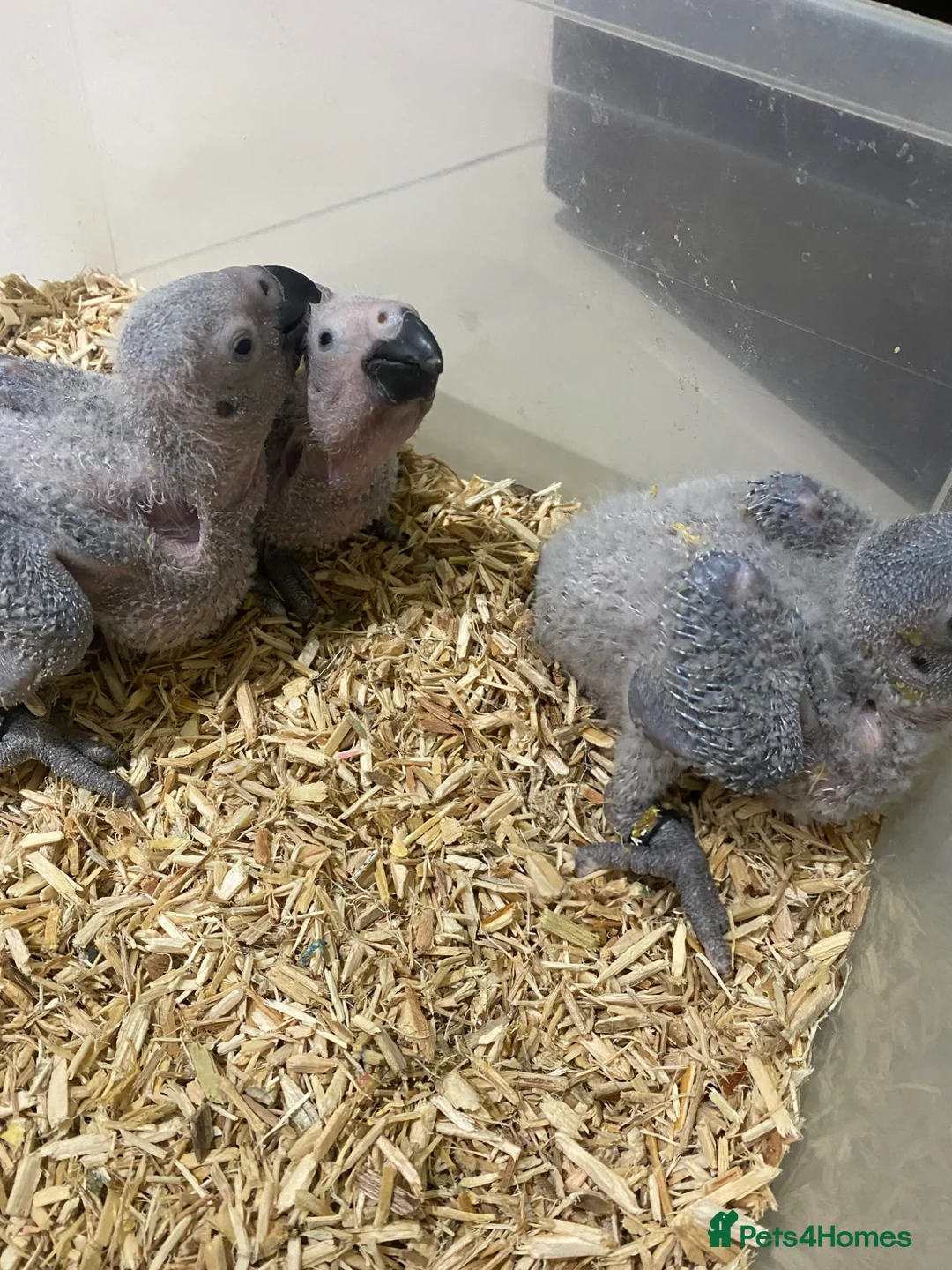 Parrots birds for sale:  Super cuddly baby African Greys  - Advert 1