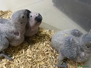 Parrots birds Super cuddly baby African Greys - Advert 13