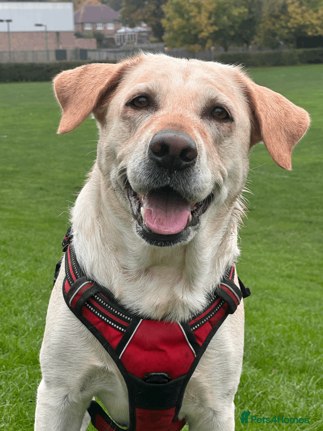 Labrador Retriever dogs for sale: Adorable Labs puppies - healthy and family raised. - Advert 41