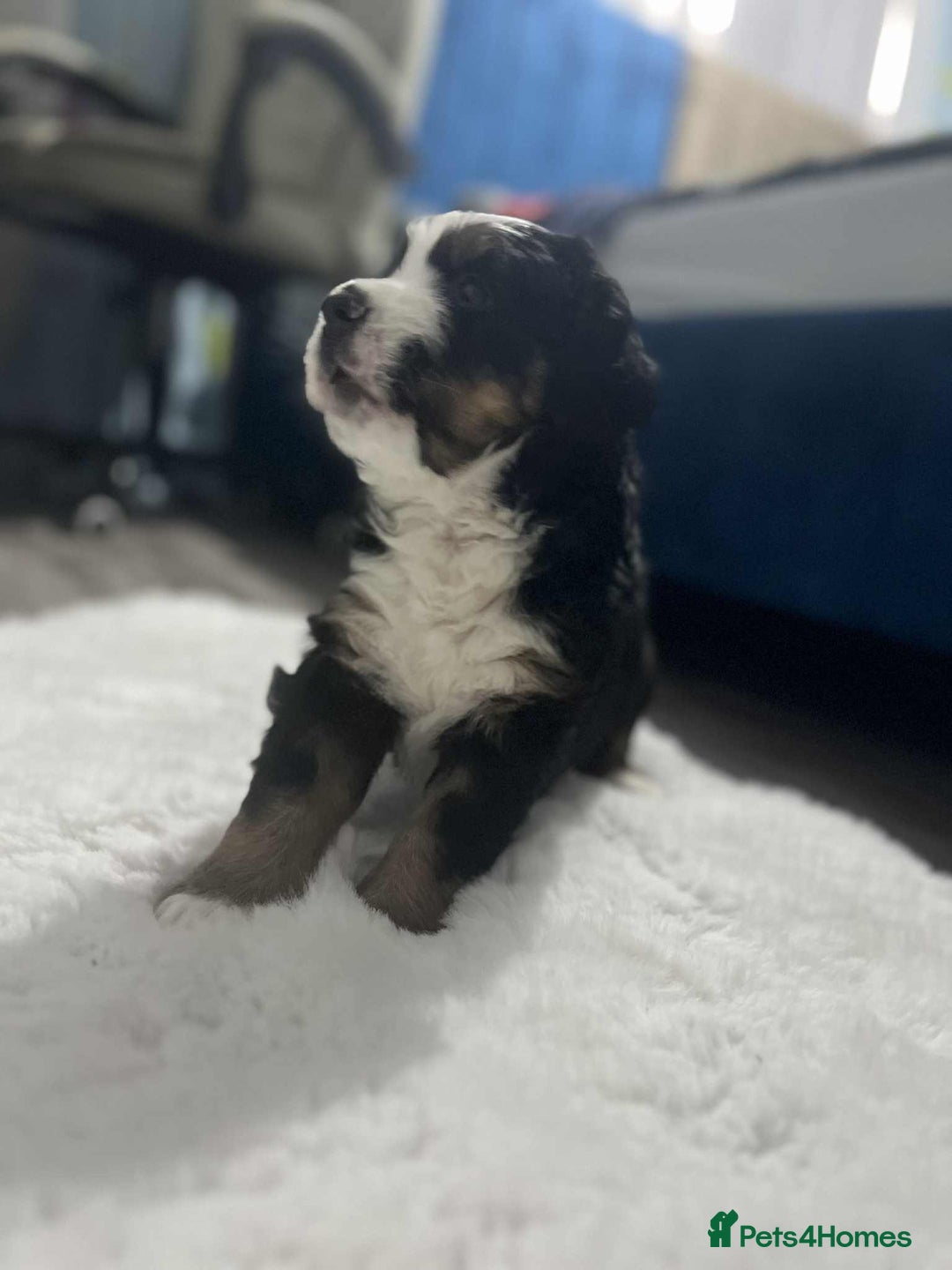 Bernese Mountain Dog dogs for sale: puppy  - Image 4