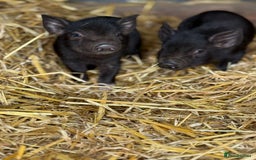 Pig livestock for sale: Stunning Mini Pigs - Image 4