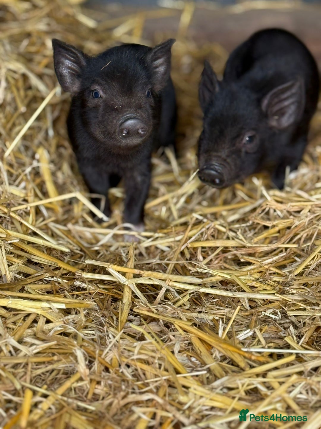 Pig livestock for sale: Stunning Mini Pigs - Image 4