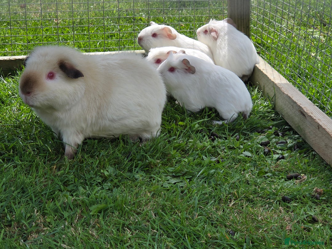 Guinea Pig rodents for sale: Baby guinea pigs - Image 3