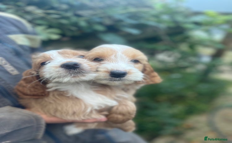 Cockapoo dogs - Advert 2