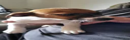 Jack Russell dogs for sale: Jack Russell puppies  - Advert 7