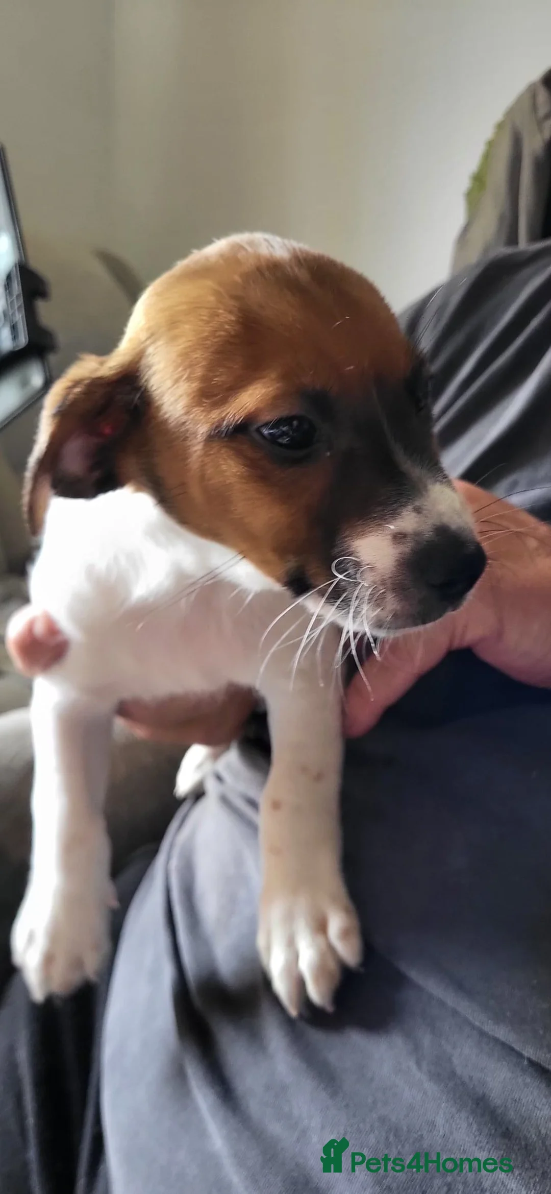 Jack Russell dogs for sale: Jack Russell puppies  - Advert 7