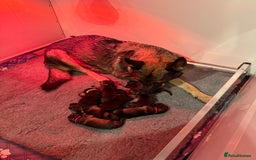 German Shepherd dogs for sale: German Shepherd Puppies  - Image 7