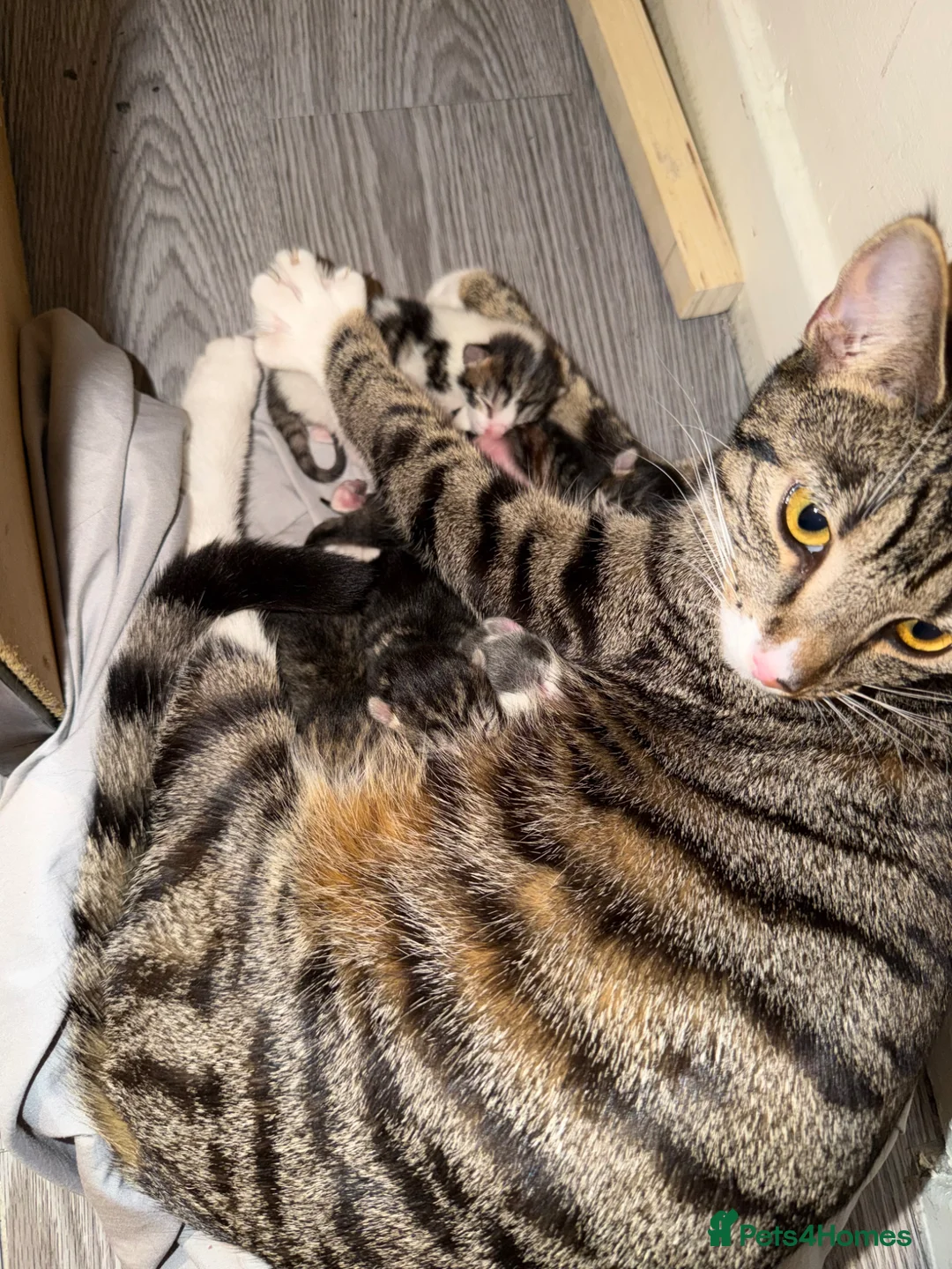 Mixed Breed cats for sale: Beautiful tabby cross bengal kittens - Advert 1