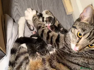 Mixed Breed cats Beautiful tabby cross bengal kittens - Advert 1