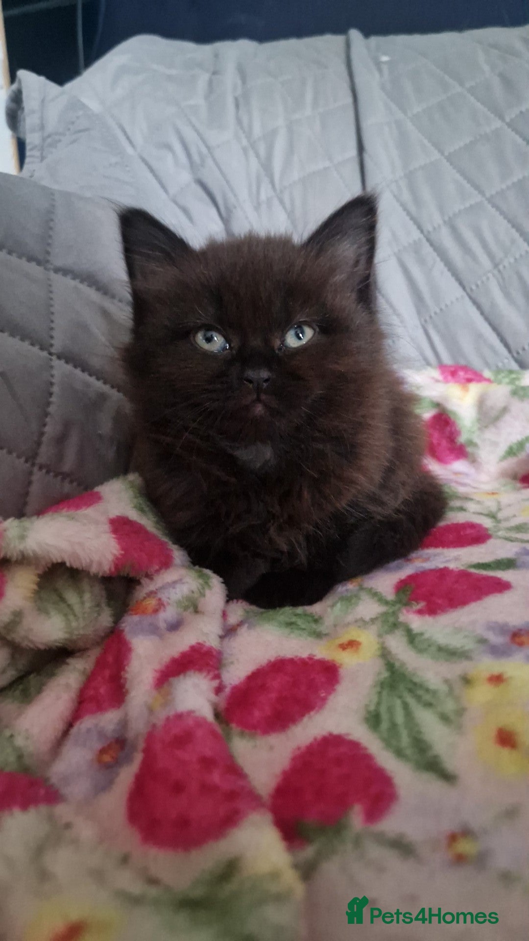 Mixed Breed cats for sale: 2 gorgeous kittens left  - Advert 3