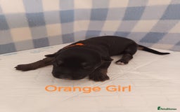 German Shepherd dogs for sale: German Shepherd Puppies - Image 7