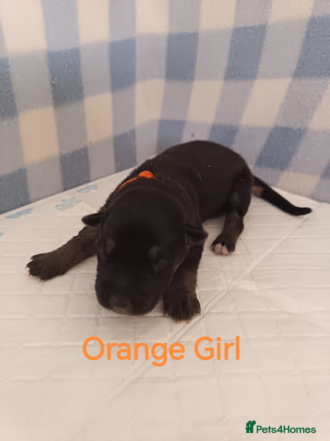 German Shepherd dogs for sale: German Shepherd Puppies - Image 7