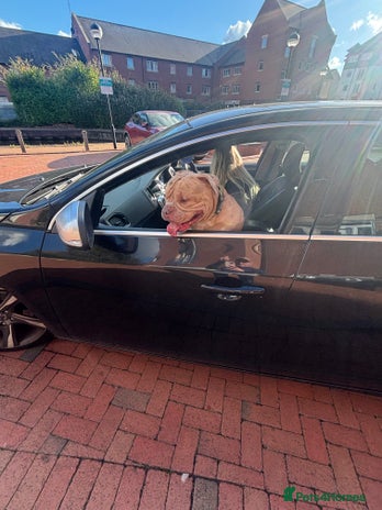 American Bully dogs - Advert 1