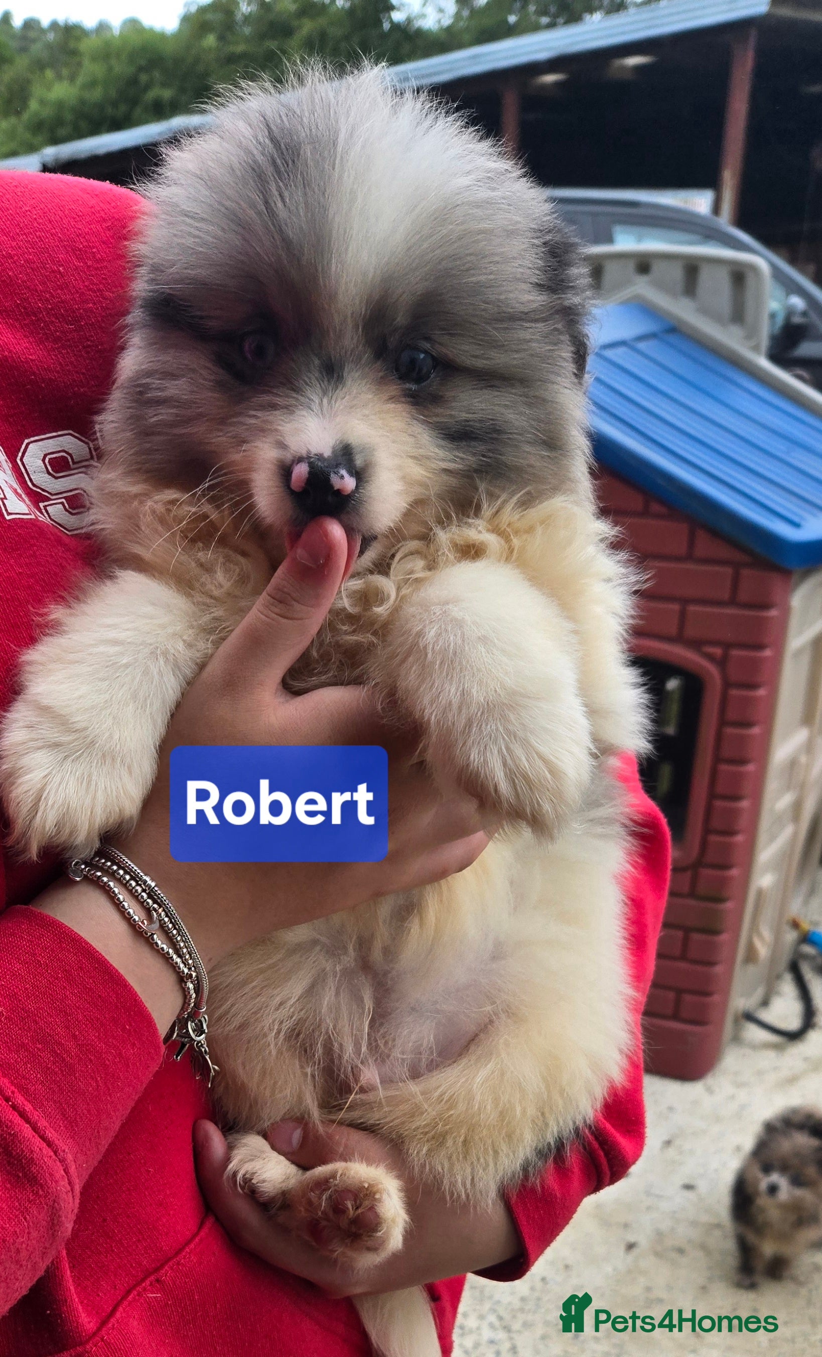 Pomeranian dogs  3 gorgeous pomeranian puppies available  - Advert 1