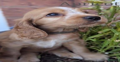 Cocker Spaniel dogs - Advert 13