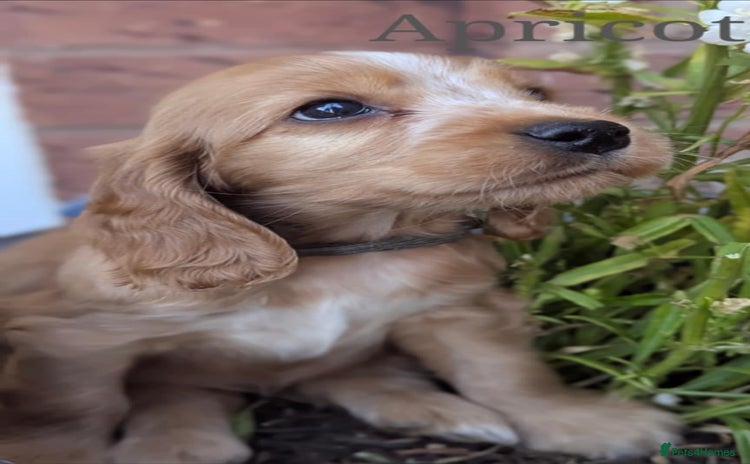 Cocker Spaniel dogs - Advert 4