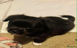 Mixed Breed dogs for sale: Pug cross shitzhu female puppies - Image 5