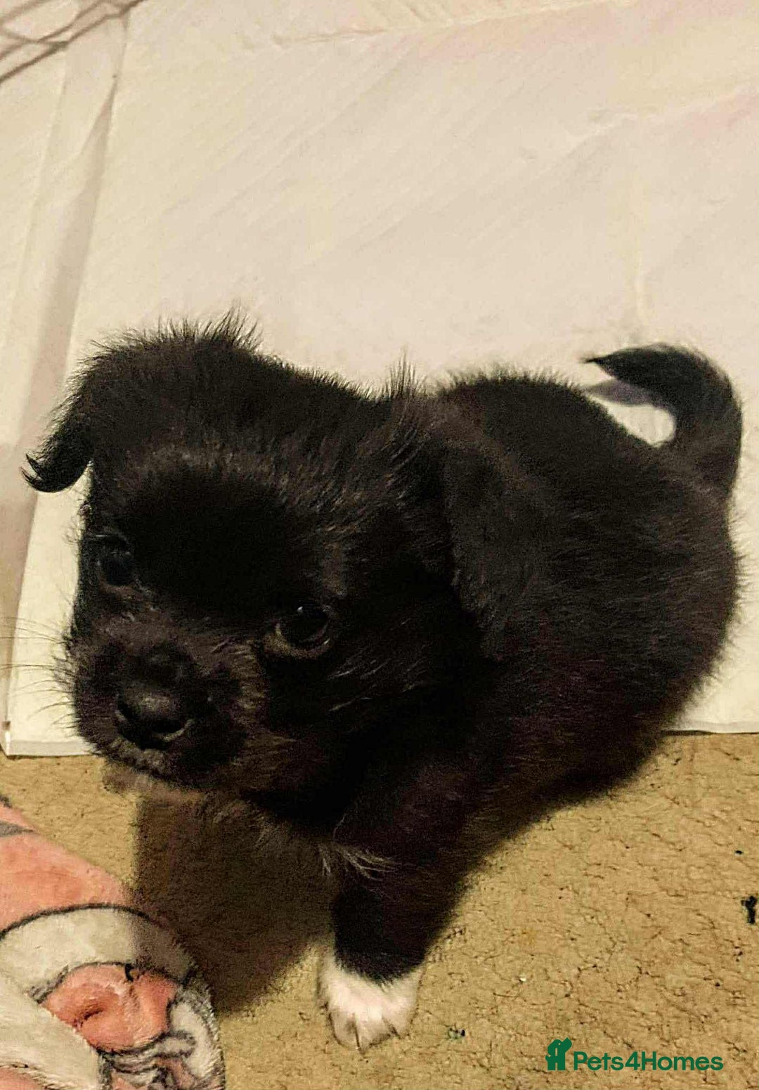 Mixed Breed dogs for sale: Pug cross shitzhu female puppies - Image 5