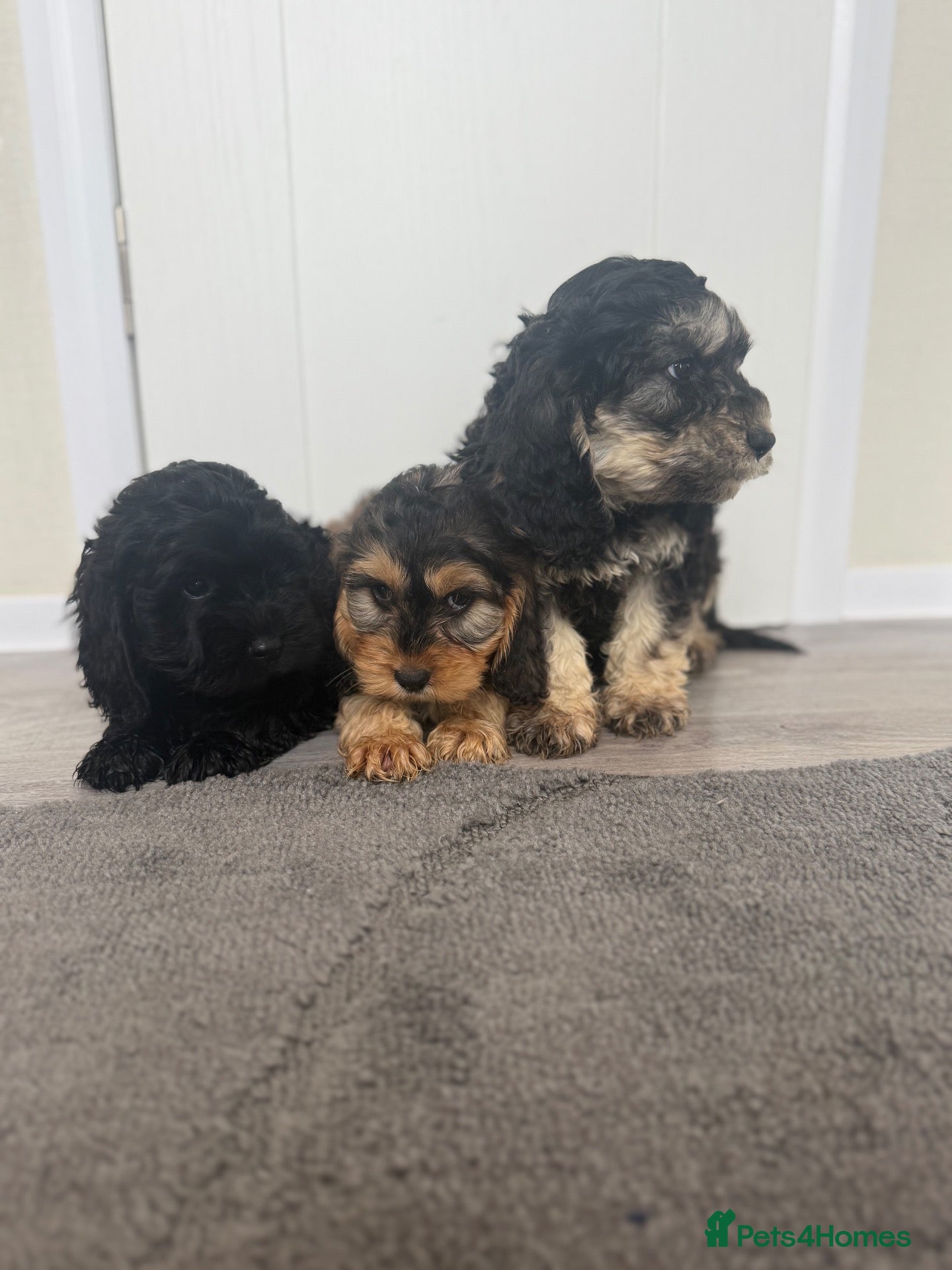 Cockapoo dogs Cockerpoo puppies - Advert 1