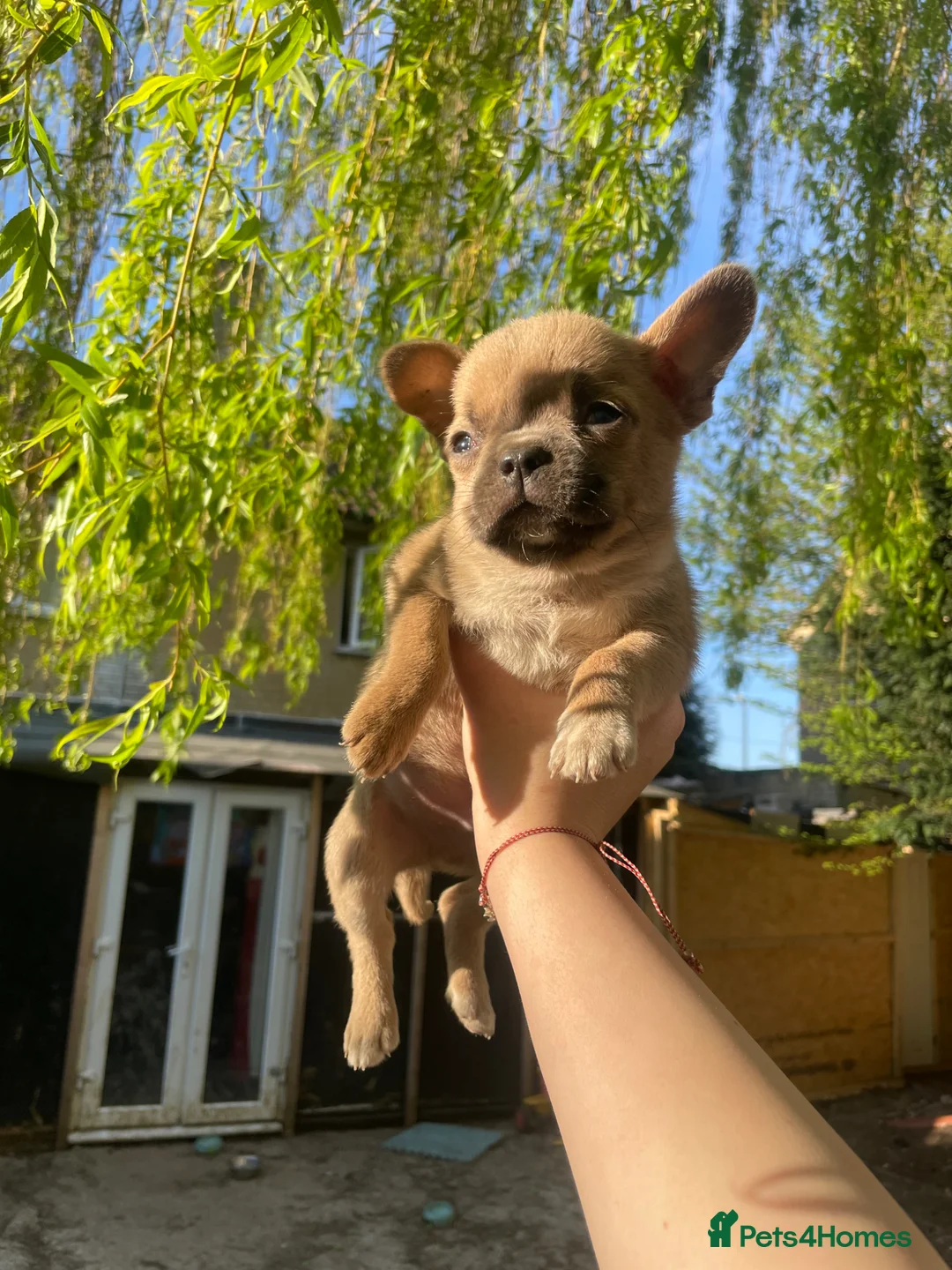Mixed Breed dogs for sale: Beautiful French bulldog mix jackaranian - Advert 2