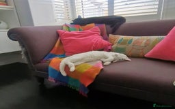 Mixed Breed cats for sale: White short-haired, very sociable kitten - Image 2