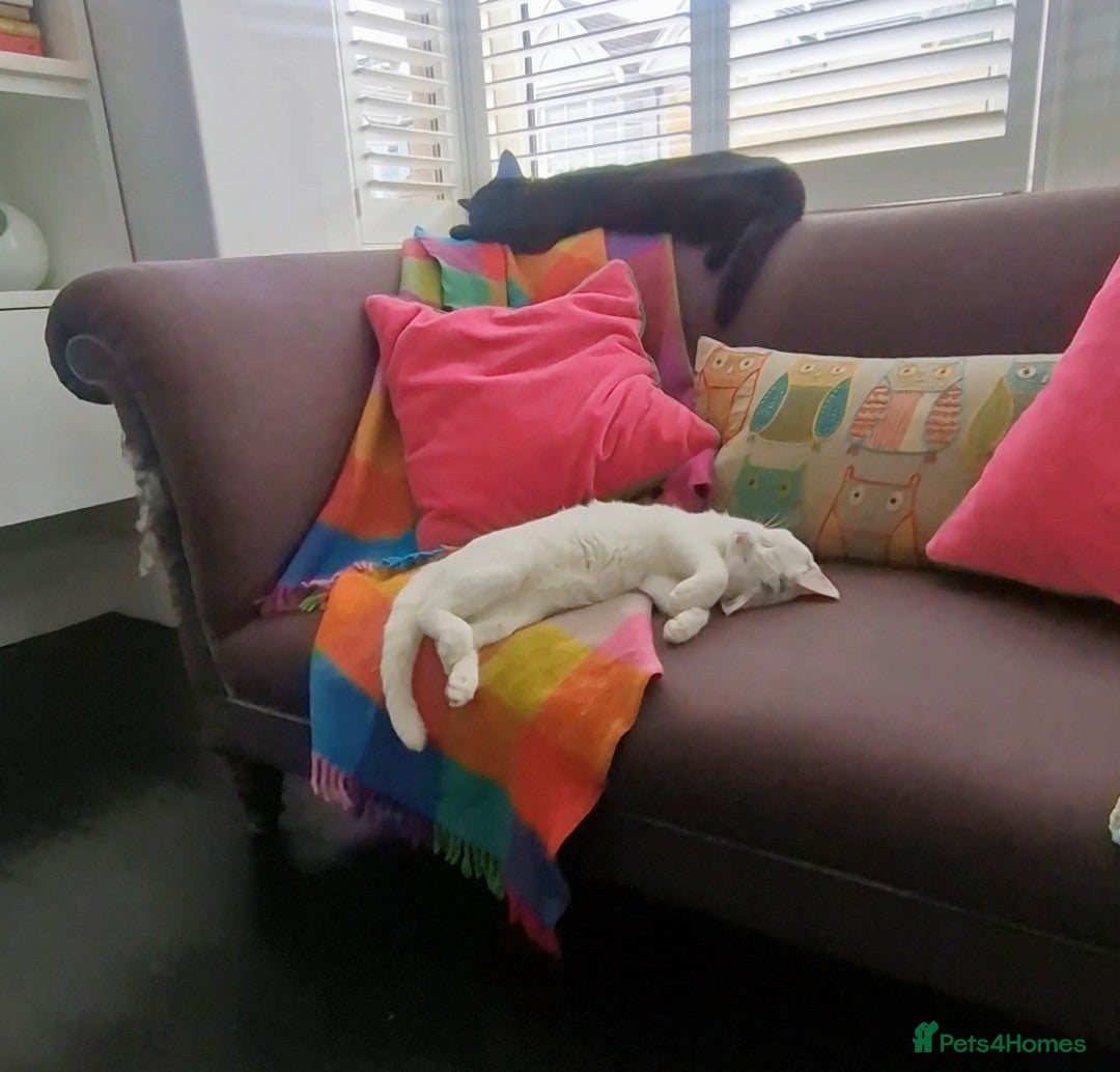 Mixed Breed cats for sale: White short-haired, very sociable kitten - Image 2