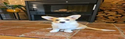 Welsh Corgi Pembroke dogs for sale: Ready now! RKC Welsh Corgi Pembroke puppies - Advert 7
