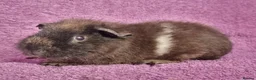 Guinea Pig rodents for sale: Beautiful Male Baby Guinea Pigs for sale  - Advert 6