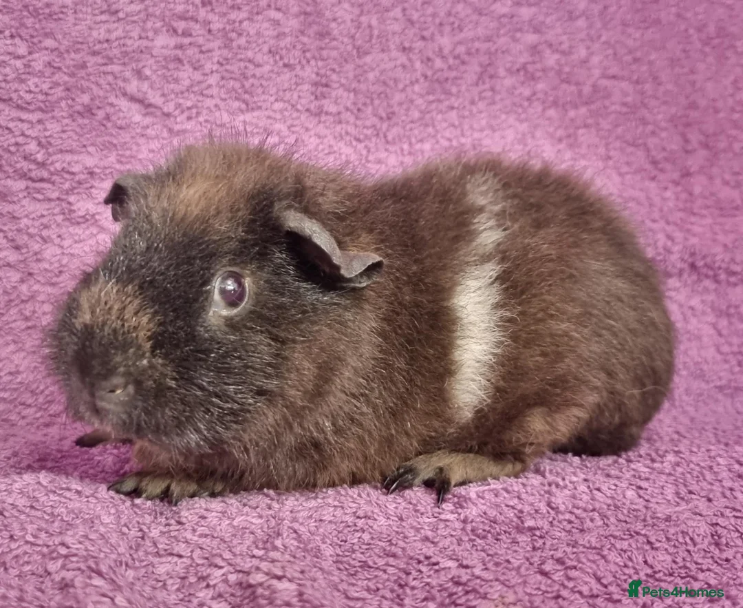 Guinea Pig rodents for sale: Beautiful Male Baby Guinea Pigs for sale  - Advert 6