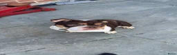 English Bulldog dogs for sale: DWKC REGISTERED- Frankie - English bulldog  - Advert 3