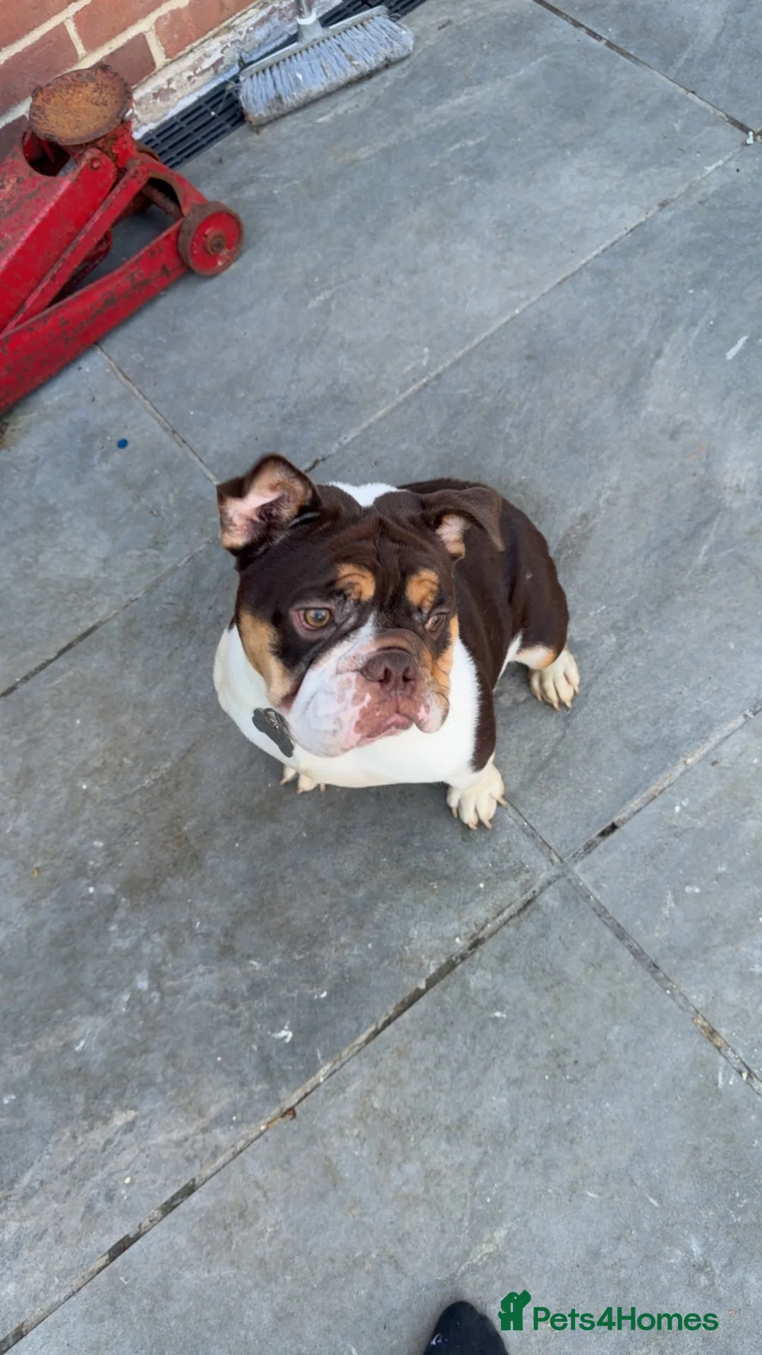 English Bulldog dogs for sale: DWKC REGISTERED- Frankie - English bulldog  - Advert 3