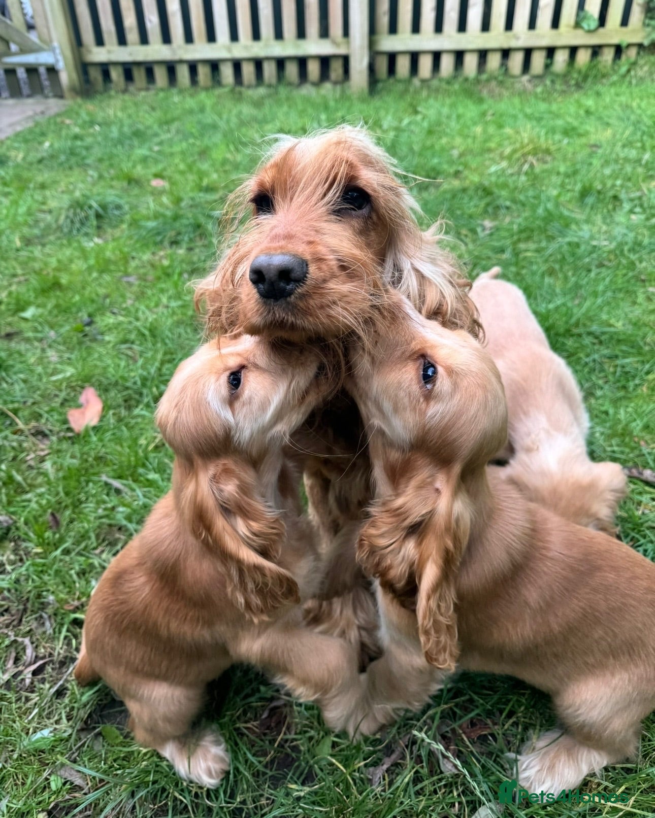 Cocker Spaniel dogs GOLD SHOWTYPE COCKER SPANIELS HEALTHTESTED PARENTS - Advert 1