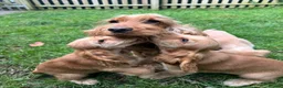 Cocker Spaniel dogs for sale: GOLD SHOWTYPE COCKER SPANIELS HEALTHTESTED PARENTS - Advert 1
