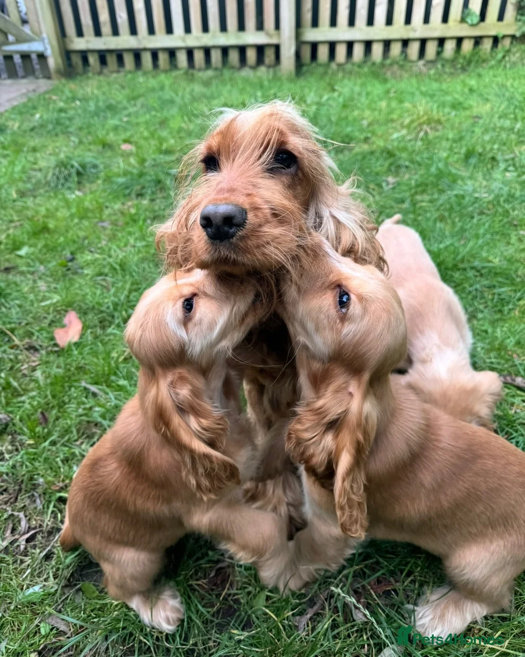 Cocker Spaniel dogs for sale: GOLD SHOWTYPE COCKER SPANIELS HEALTHTESTED PARENTS - Advert 1