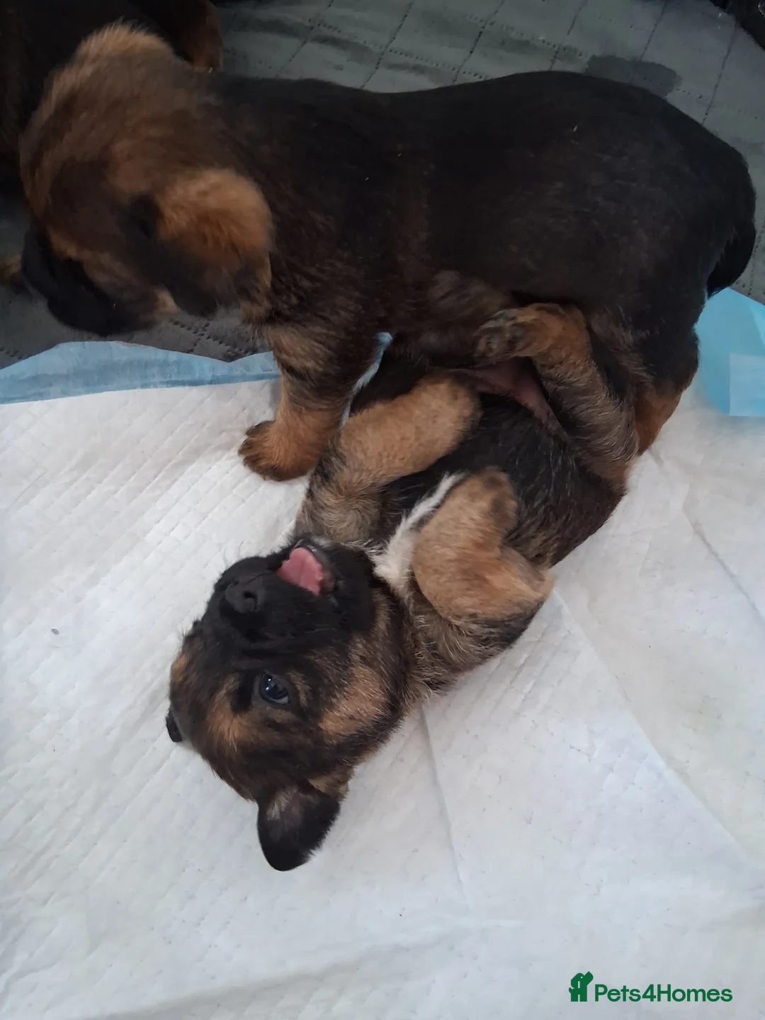 Border Terrier dogs for sale: Border terrier pups - Advert 2