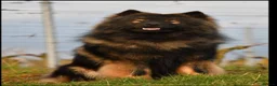 Eurasier dogs for sale: EXQUISPITZ Lovingly home reared Euraiser Puppies  - Advert 10