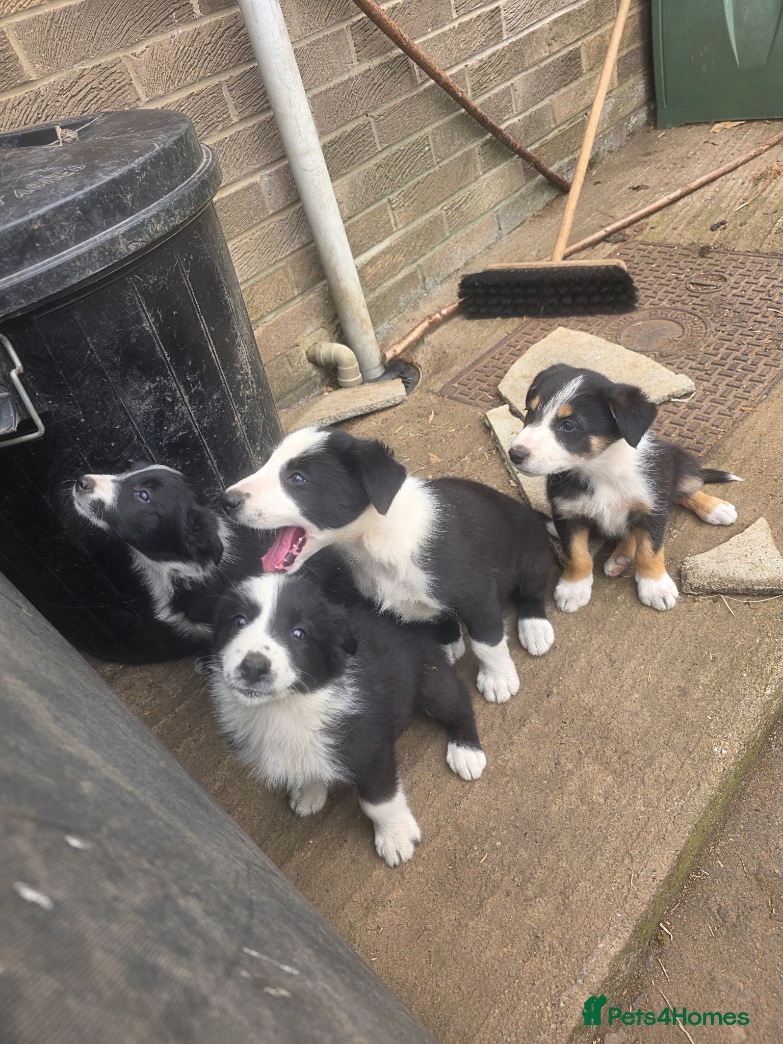 Border Collie dogs One beautiful boy available boarder collie pups - Advert 11