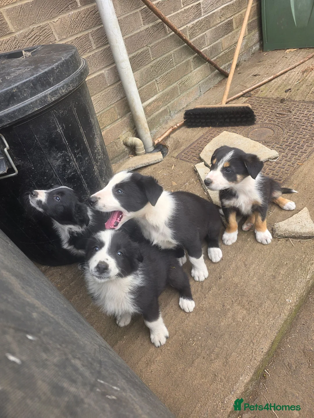 Border Collie dogs for sale: One beautiful boy available boarder collie pups - Advert 1