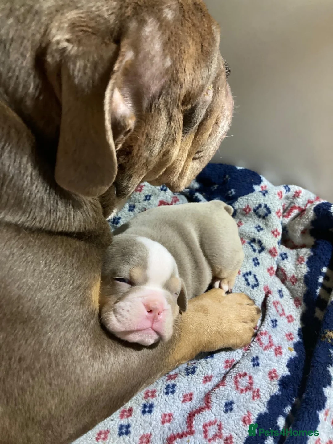 English Bulldog dogs for sale: Beautiful English Bulldogs  - Advert 8