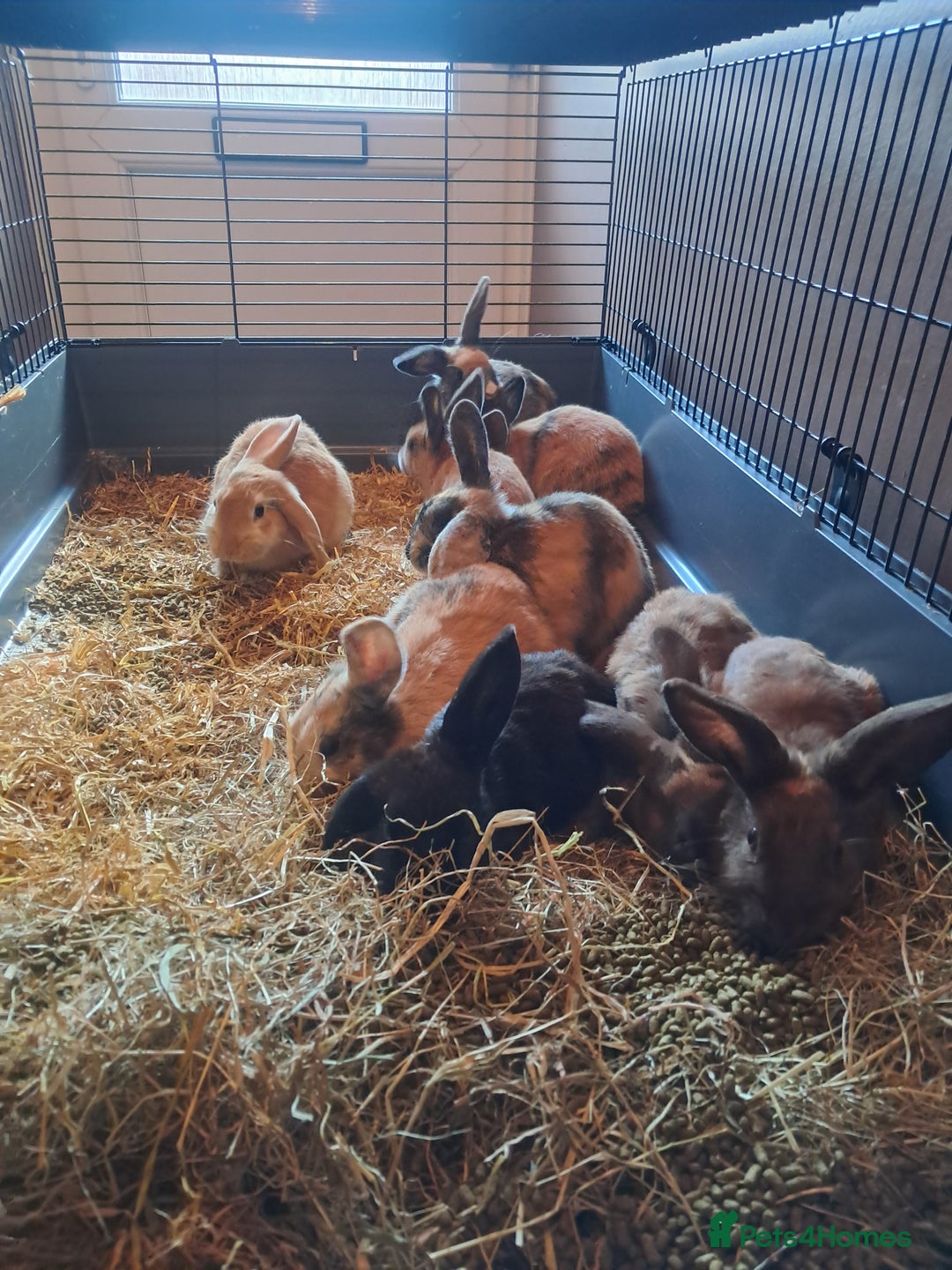 Mixed Breed rabbits for sale: Gorgeous litter of lop x bunnies  - Image 8